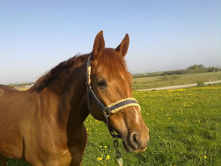 Westfaler Just Capella -TILBAGE HOS EJER - efter 1 mdr billede 1