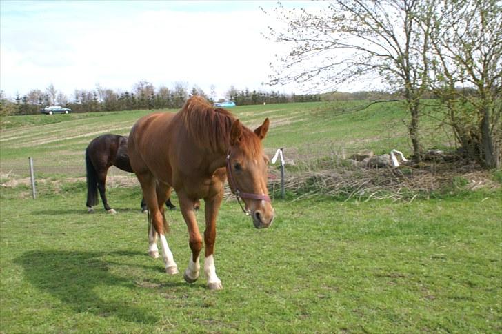 Westfaler Just Capella -TILBAGE HOS EJER - dette billeder et taget et par dage efter jeg lige havde fået hende billede 2