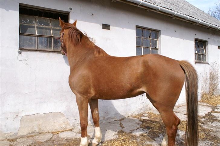 Westfaler Just Capella -TILBAGE HOS EJER - dette billeder et taget et par dage efter jeg lige havde fået hende billede 3