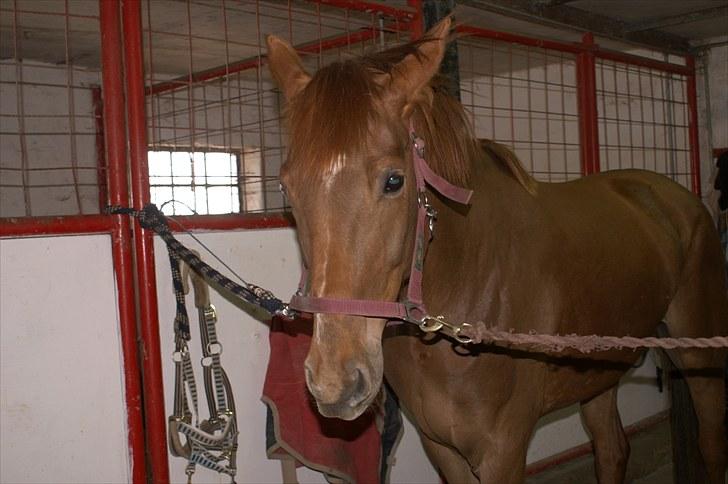 Westfaler Just Capella -TILBAGE HOS EJER - dette billeder et taget et par dage efter jeg lige havde fået hende billede 4