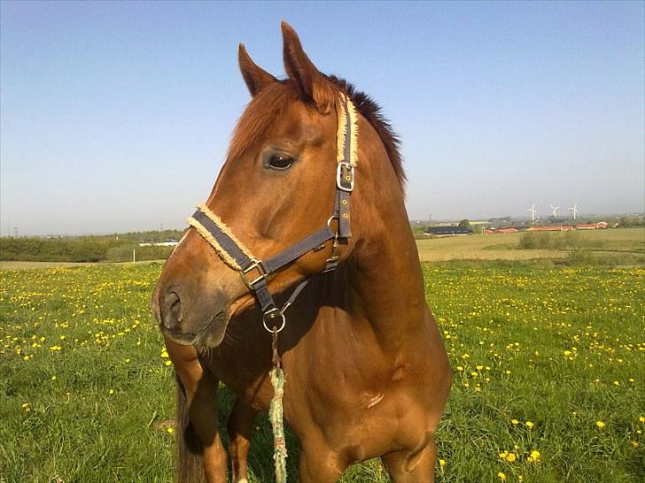 Westfaler Just Capella -TILBAGE HOS EJER - efter 1 mdr billede 5