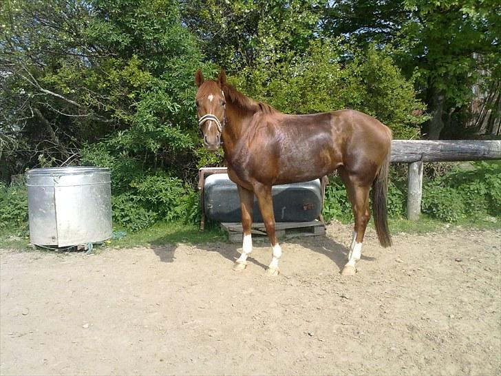 Westfaler Just Capella -TILBAGE HOS EJER - efter 1 mdr billede 6