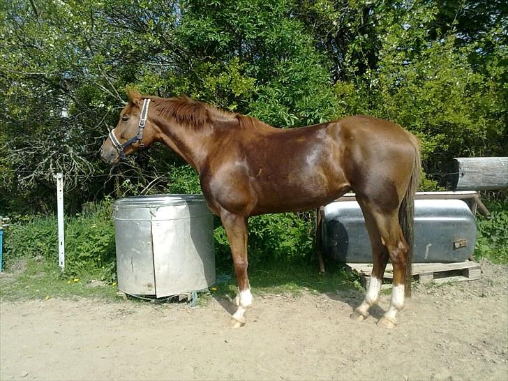 Westfaler Just Capella -TILBAGE HOS EJER - efter 1 mdr billede 7