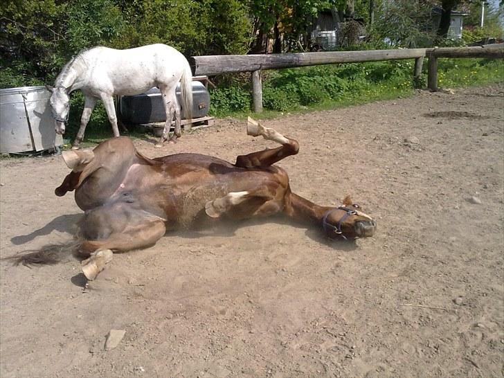 Westfaler Just Capella -TILBAGE HOS EJER - der er ikke noget bedre end en masse jord når man lige er blevet vasket ;-) billede 8