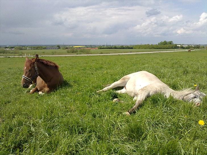 Westfaler Just Capella -TILBAGE HOS EJER - puha der er trættende at være hest :-) billede 9