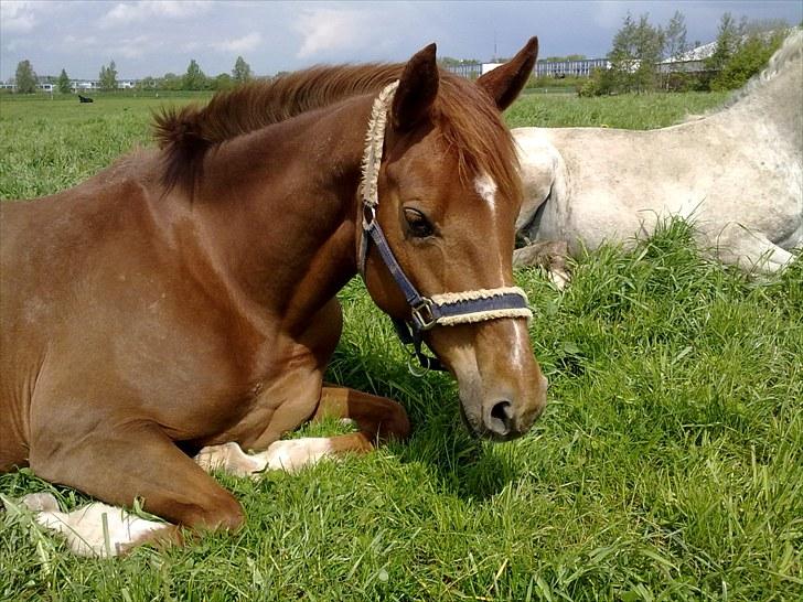 Westfaler Just Capella -TILBAGE HOS EJER billede 10