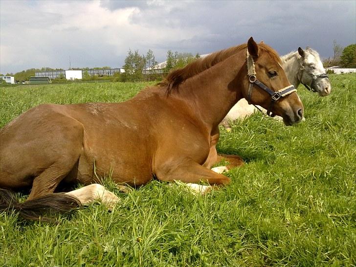 Westfaler Just Capella -TILBAGE HOS EJER billede 11