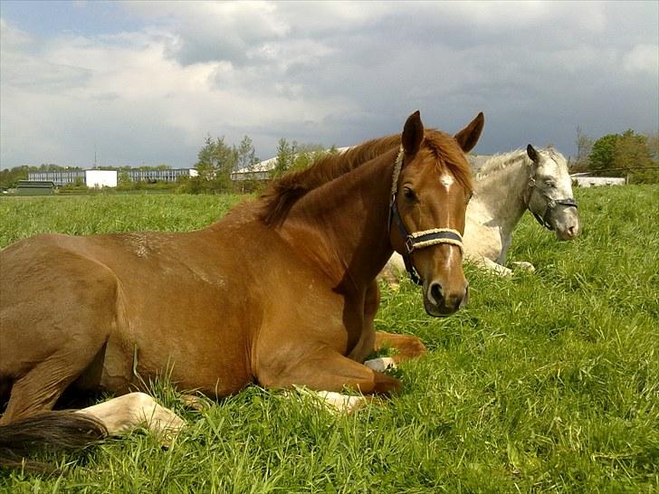 Westfaler Just Capella -TILBAGE HOS EJER - se mig lige, er jeg da ikke for lækket ;-) billede 12