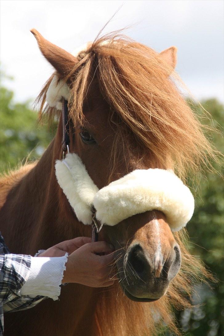 Islænder Bergdis Frá Króki - Tøsens fødselsdagsgave fra min mor. Stakkels hest :D billede 12