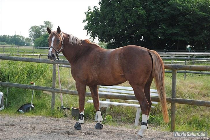 Dansk Varmblod fanta  billede 7
