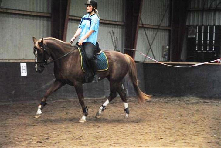 Dansk Varmblod fanta  billede 12