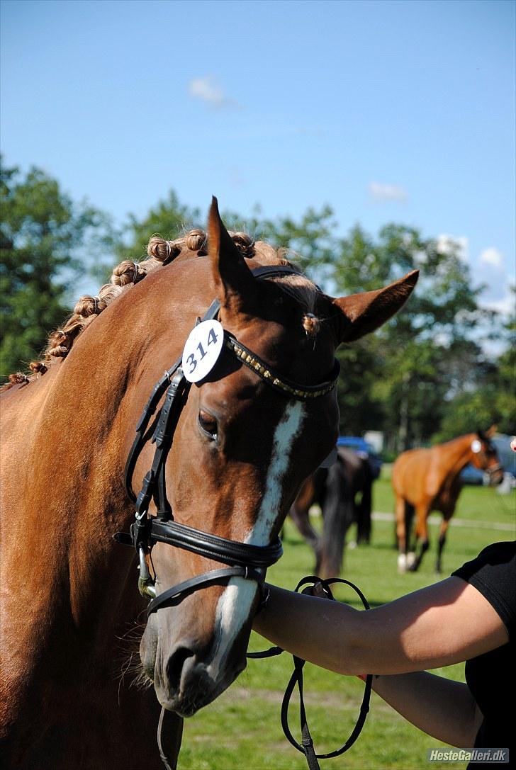 Dansk Varmblod fanta  billede 13