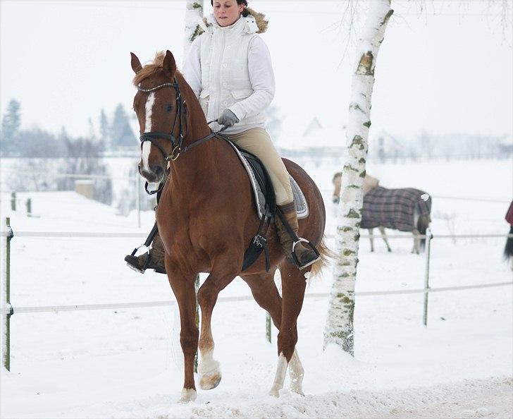 Dansk Varmblod fanta  billede 15