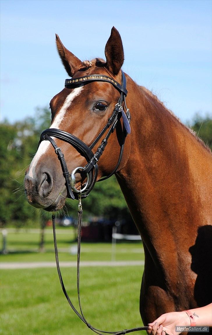 Dansk Varmblod fanta  billede 17