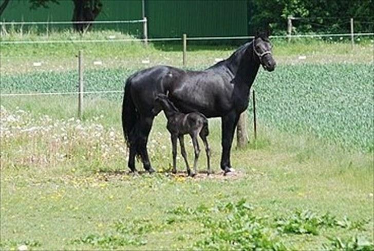 Trakehner Kosova R billede 4