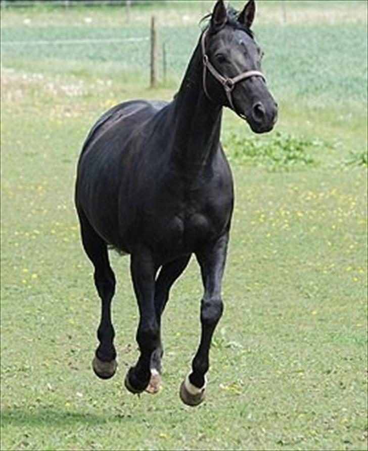 Trakehner Kosova R billede 5