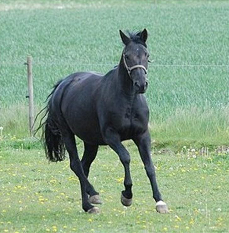 Trakehner Kosova R billede 6