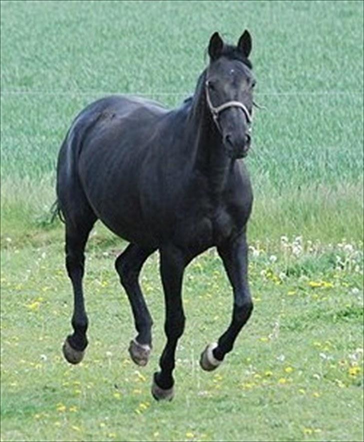 Trakehner Kosova R billede 7