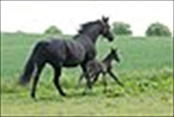 Trakehner Kosova R billede 8