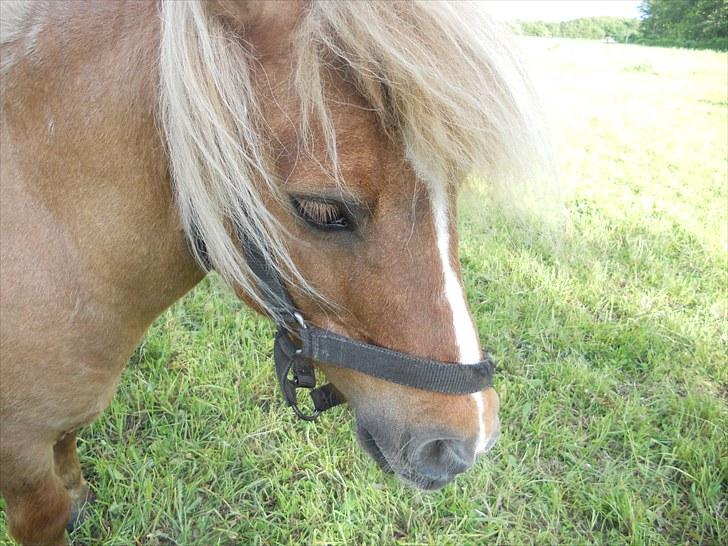 Shetlænder Guffy - Guf <3 billede 2