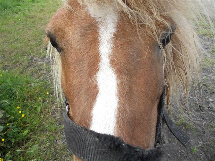 Shetlænder Guffy - Den smukke blitz <3 billede 4