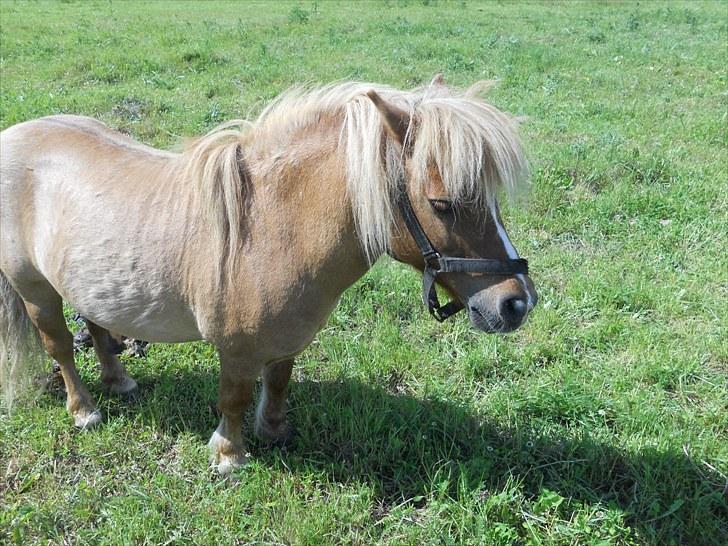 Shetlænder Guffy - Ja igen <3 billede 5