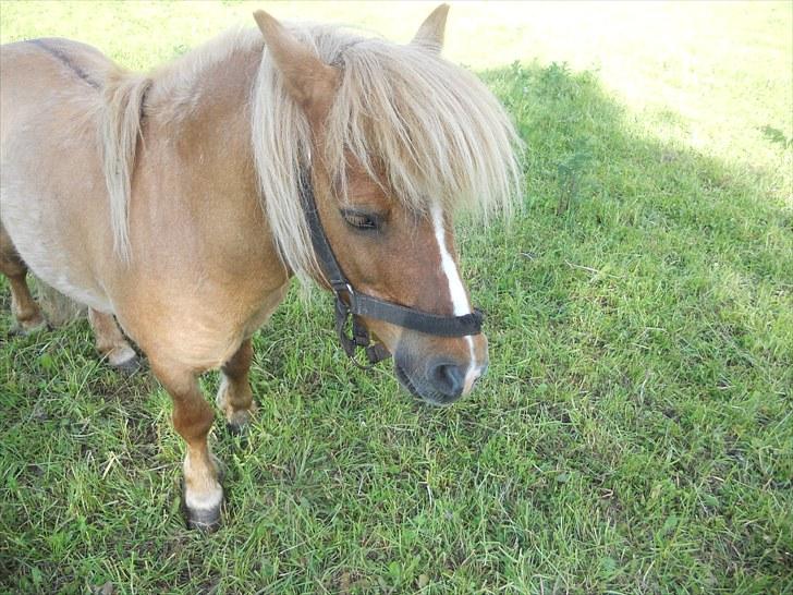 Shetlænder Guffy - Guff Guff <3 billede 10