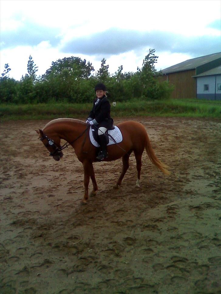 DSP sunshine (part) - trine og sunshine på kildegaard hestepension billede 16