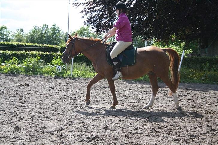 Anden særlig race Felina *SOLGT* billede 7