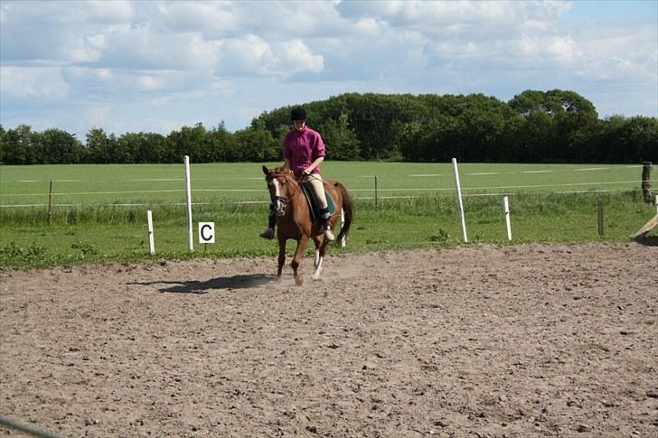 Anden særlig race Felina *SOLGT* billede 8
