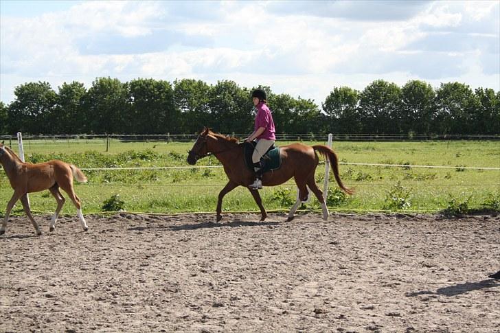 Anden særlig race Felina *SOLGT* billede 10