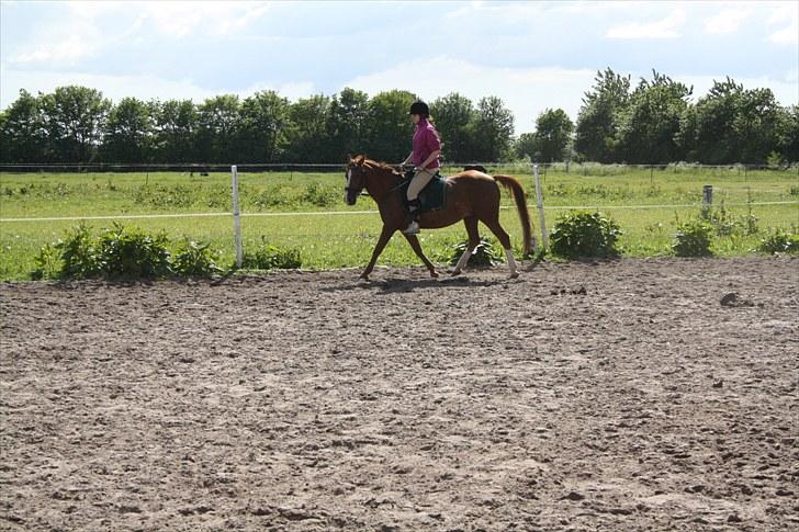Anden særlig race Felina *SOLGT* billede 11