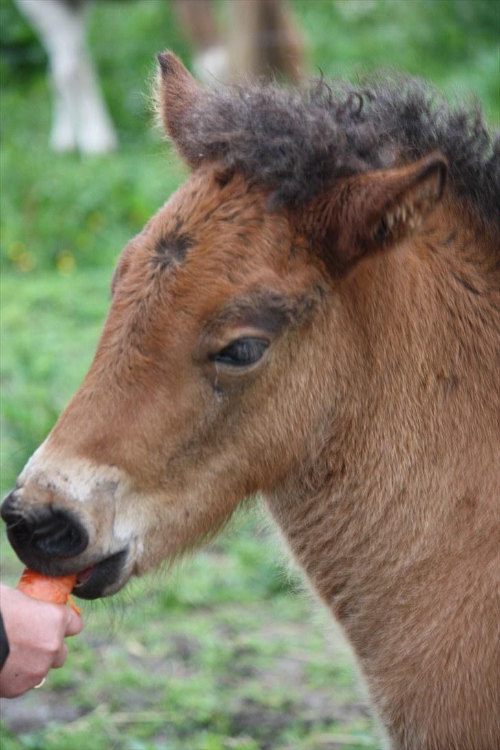 Islænder Hjartagná fra Mårslet. - Velkommen til Hjartagná profil (: Foto: Mig billede 1