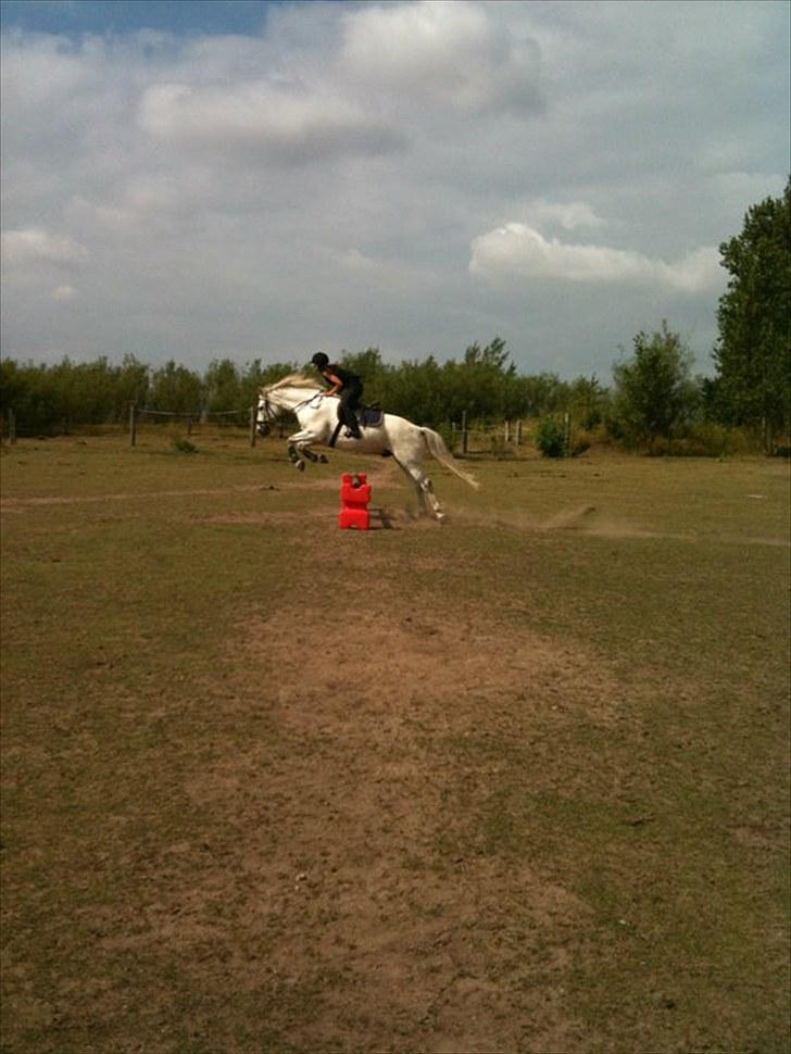 Anden særlig race Max - Solgt. billede 2