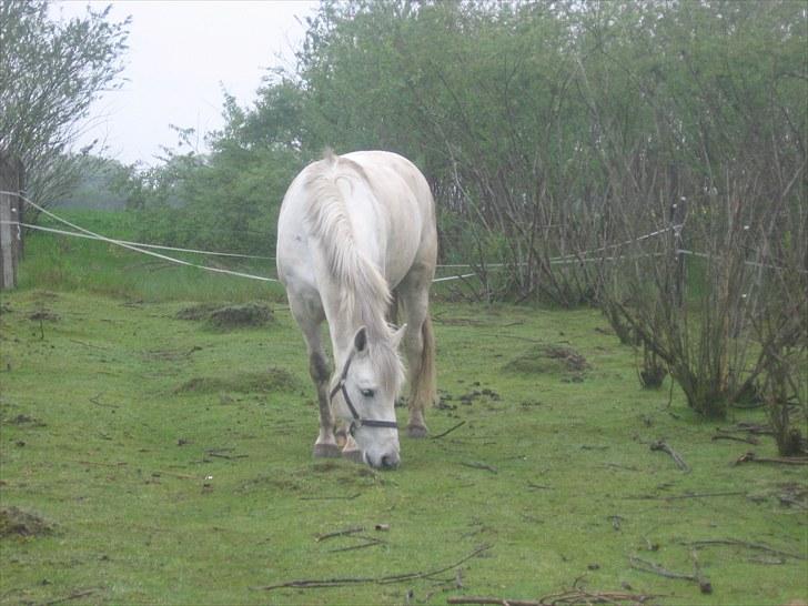 Anden særlig race Max - Solgt. billede 3
