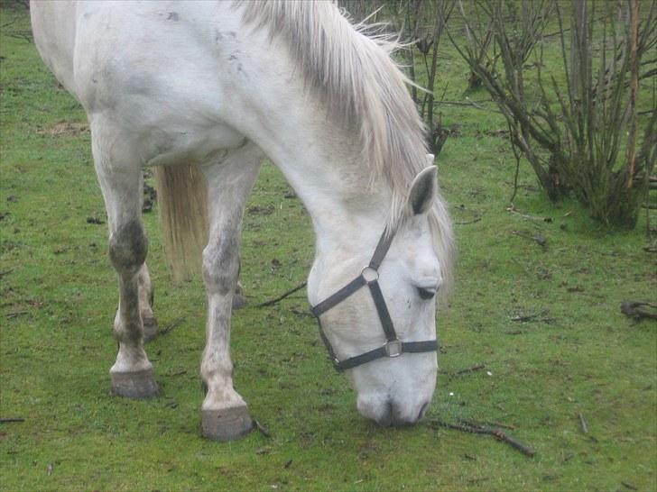 Anden særlig race Max - Solgt. billede 4