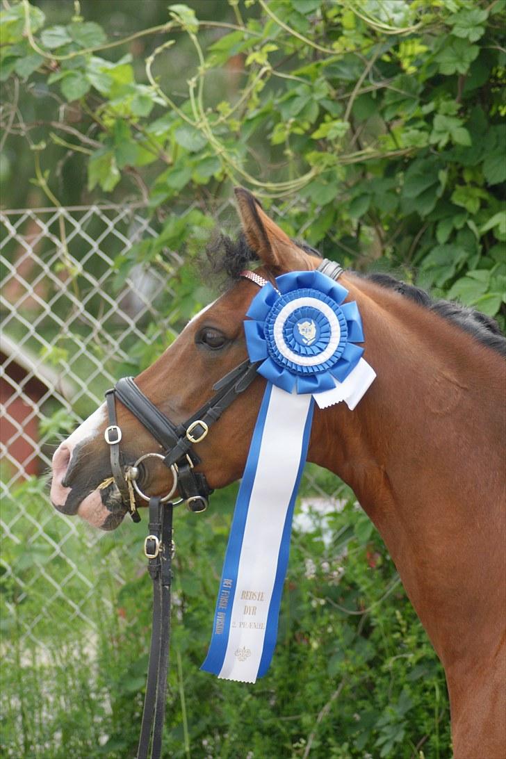 DSP Emilia's Grevenrit  - 18) Dyrskue 2010, Mille med din 2. plads i spring med gennemsnit på 8  billede 18