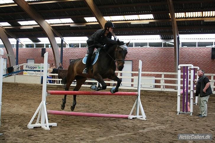 Anden særlig race Banko - Foto : LFO billede 13