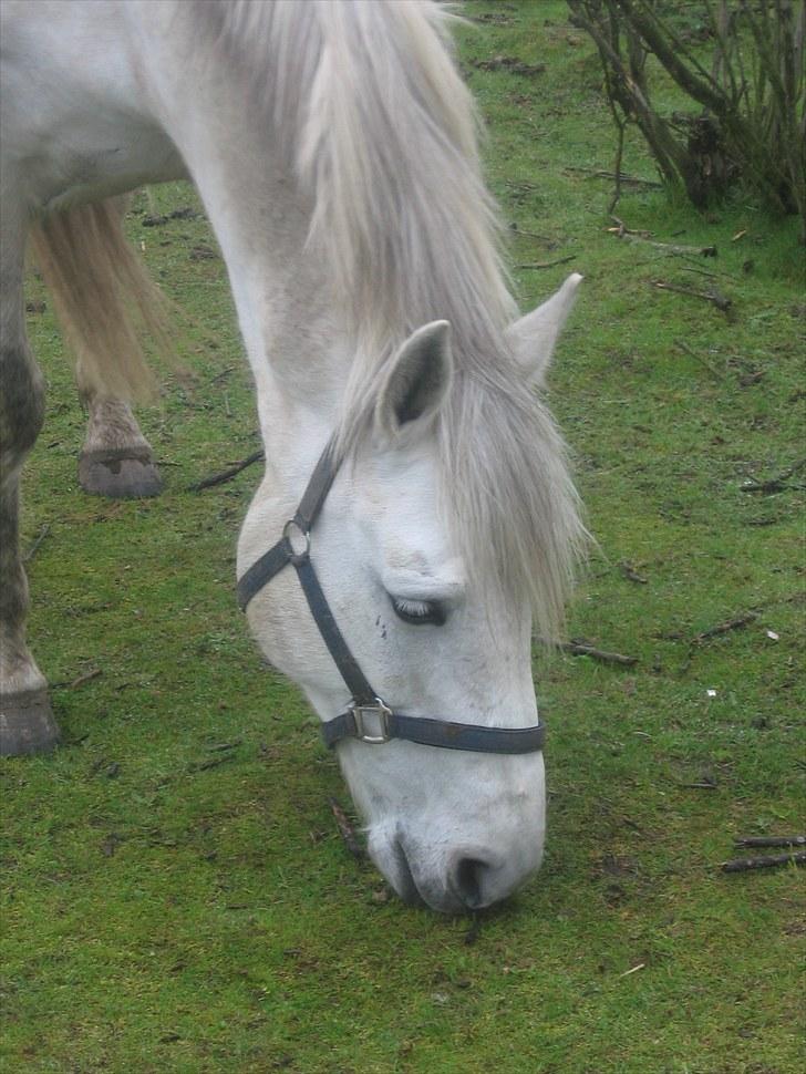 Anden særlig race Max - Solgt. billede 5
