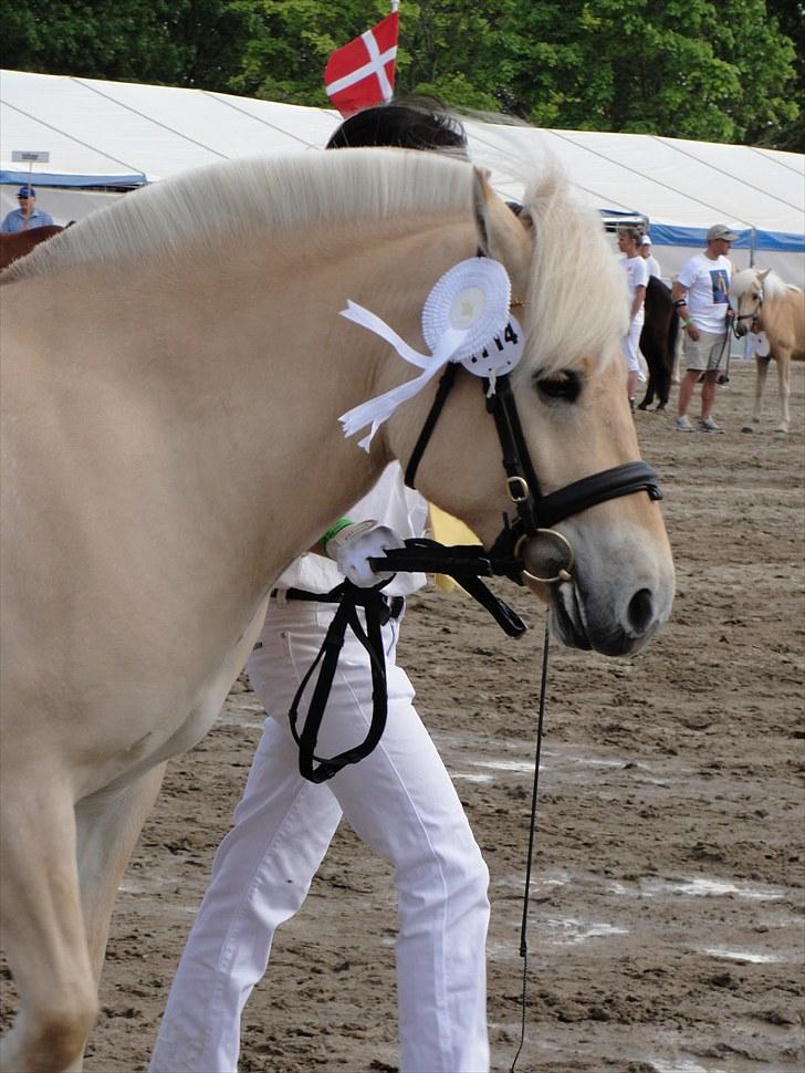 Fjordhest Ellemose's Kahlúa - roskilde dyrskue 2010 22 point billede 12