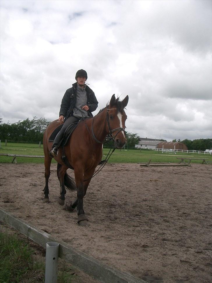 Anden særlig race Enggaarden's Prince billede 13