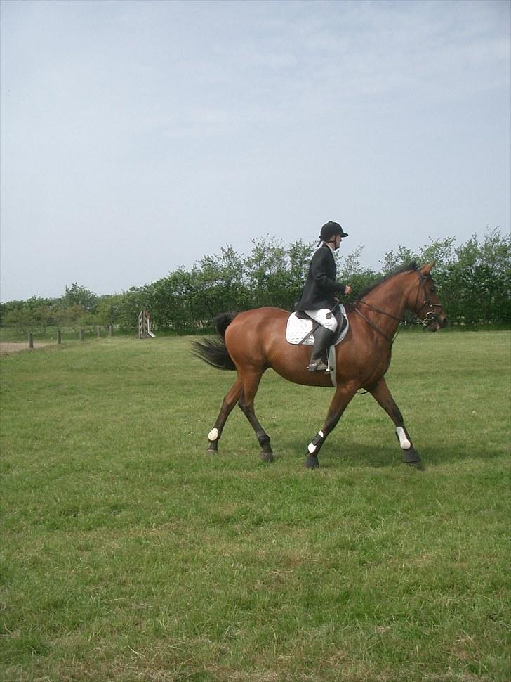 Anden særlig race Enggaarden's Prince - UDV klubstævne BLÅK  billede 16