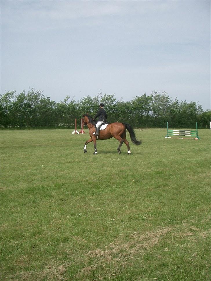 Anden særlig race Enggaarden's Prince - UDV klubstævne BLÅK  billede 17