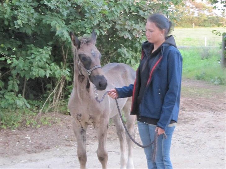 Anden særlig race Colardo billede 13