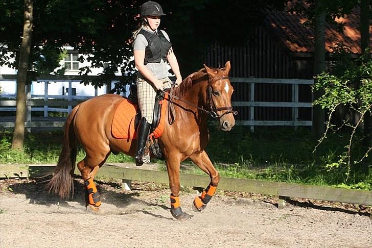 New Forest Hamilton<3( Ikk mere :´(  - Ja, det ligner noget der løgn, men har en ridelærere der nok skal rette på det.. billede 13