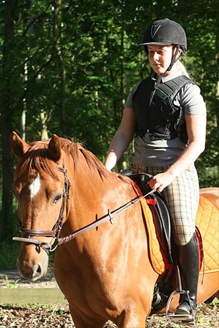 New Forest Hamilton<3( Ikk mere :´(  - Han er da bare sød!<3 billede 14