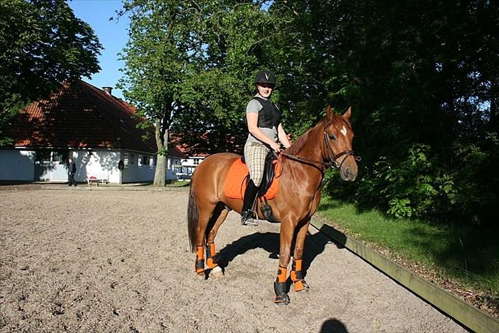 New Forest Hamilton<3( Ikk mere :´(  - Hans fine nye udstyr - Det er så fedt.. Han har også ny sadel på<3! billede 15