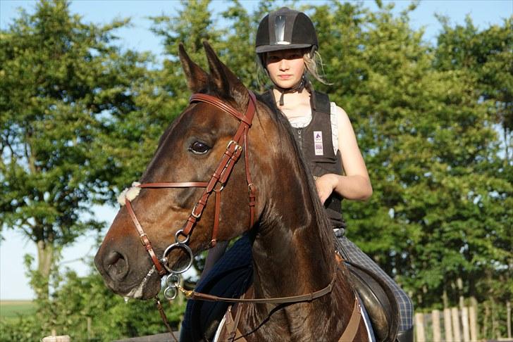 Norsk Varmblod  Blue Leader - dejlige blue og jennifer billede 10