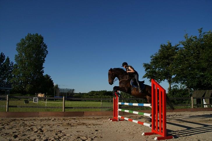 Norsk Varmblod  Blue Leader - spring hos bettina billede 11