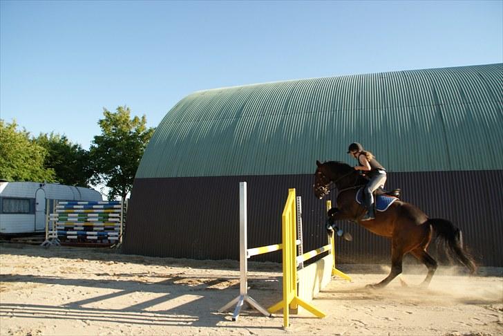 Norsk Varmblod  Blue Leader - springning hos bettina billede 14